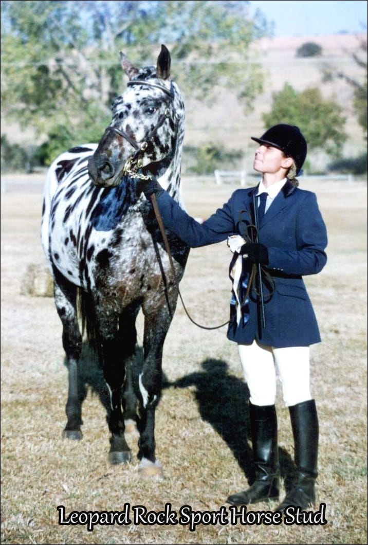 Maluti Tobys Many Moons - Appaloosa Sport Horse Stallion